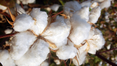 棉花