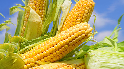 玉米
