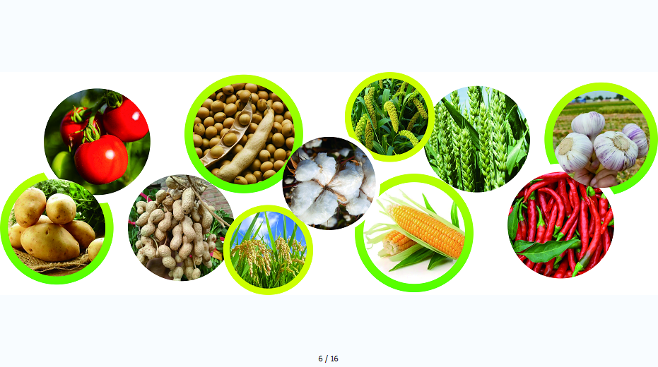 鲜食玉米种的种植技术与经济价值分析